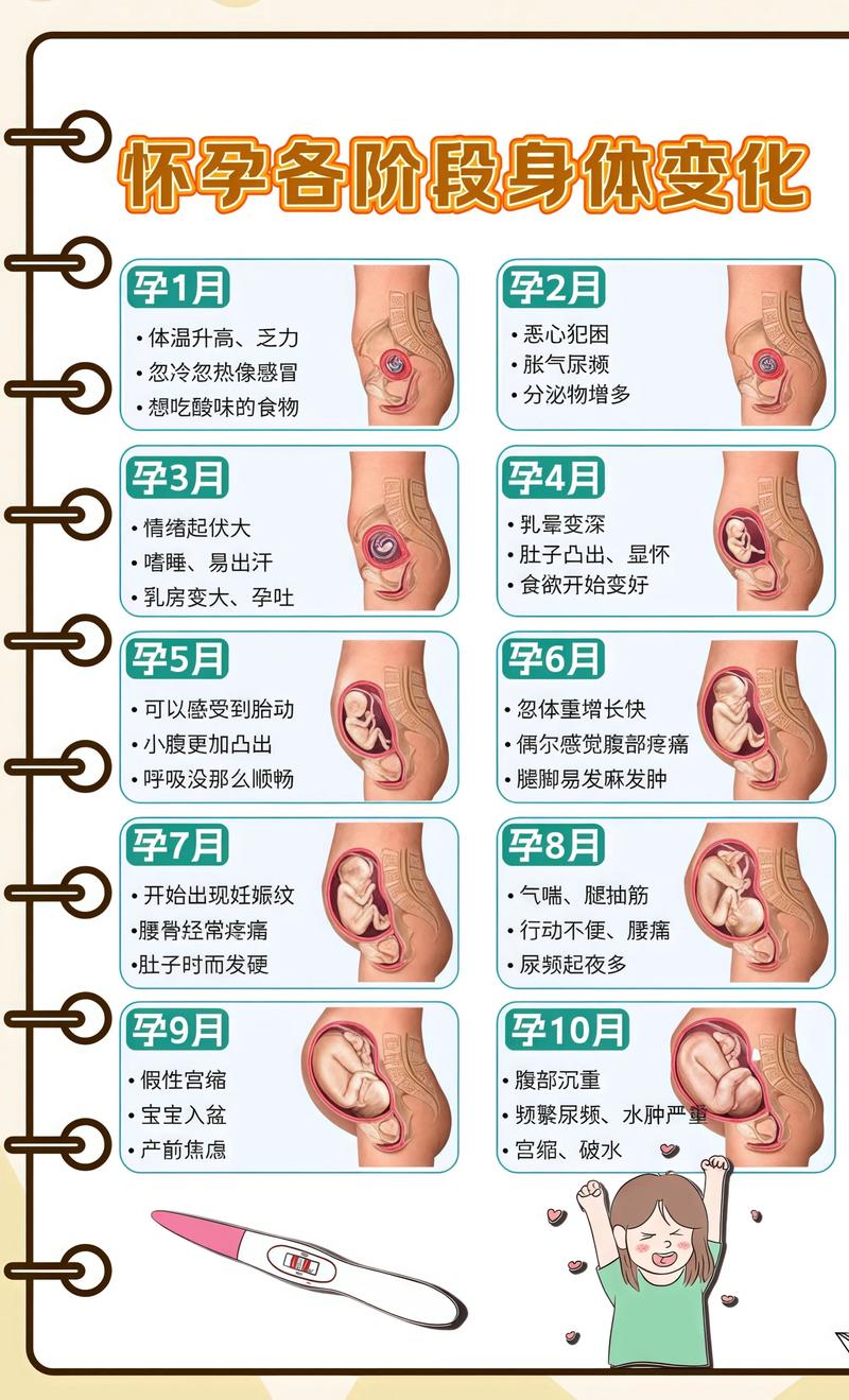 揭秘供卵代孕妈妈怀孕小腹分两节，孕期变化的奥秘承德代生机构: